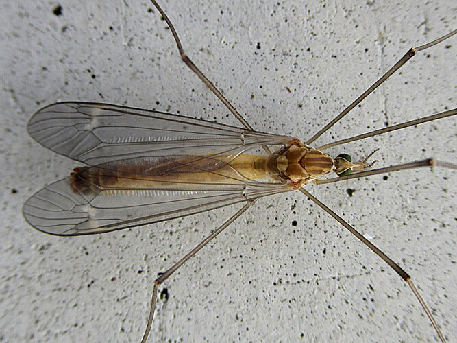 lunata