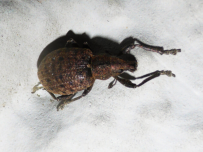 tessulatus