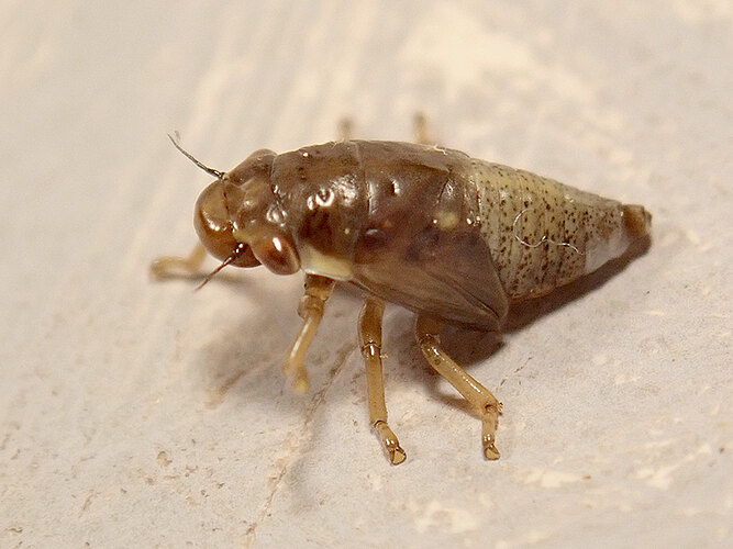 vulnerata