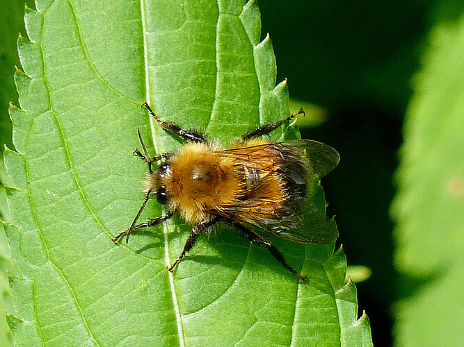 pratorum