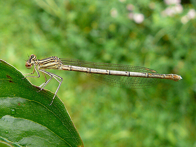 pennipes