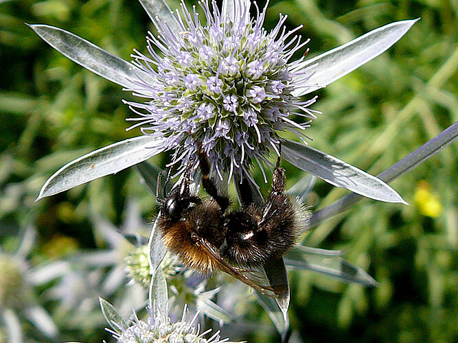 hypnorum