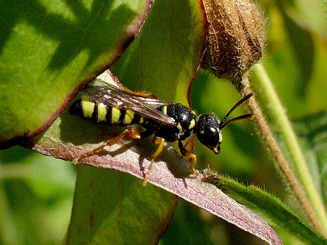 quinquefasciata