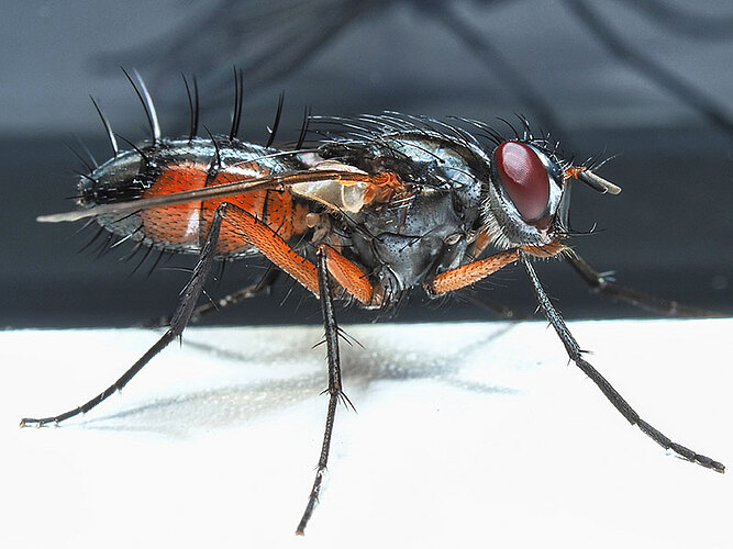 rufiventris