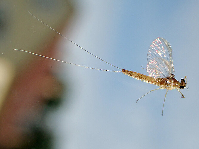 dipterum