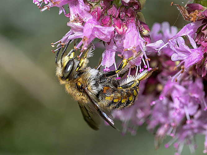 manicatum