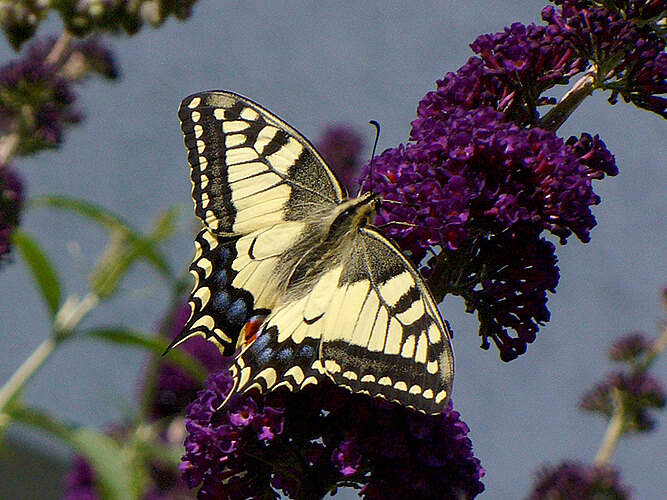 machaon
