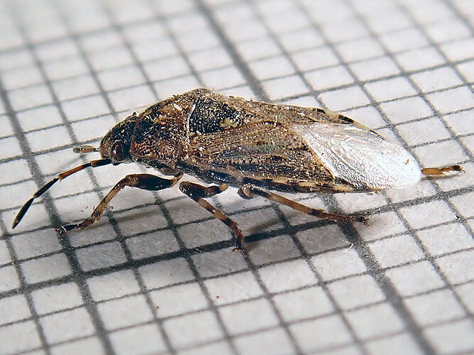 salviae