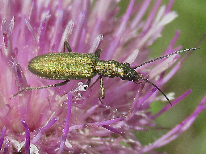 viridissima