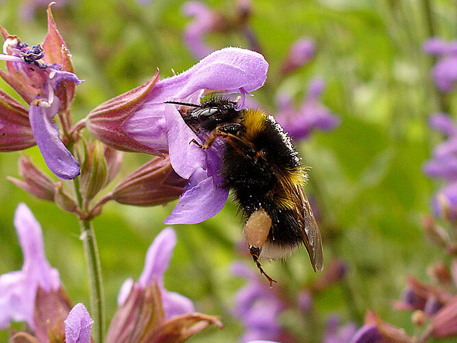 hortorum