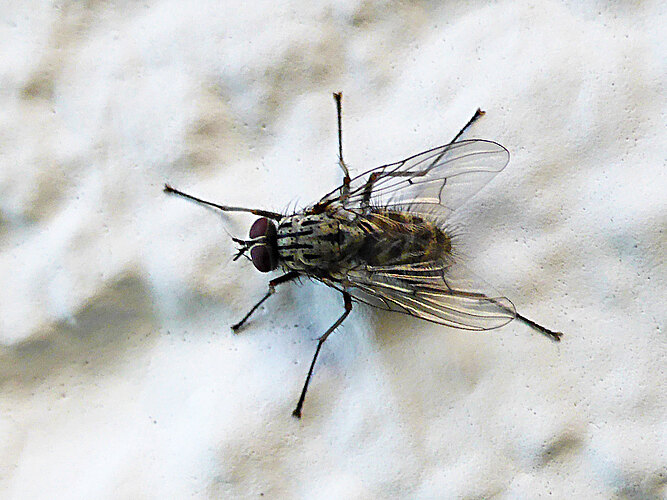 maculata