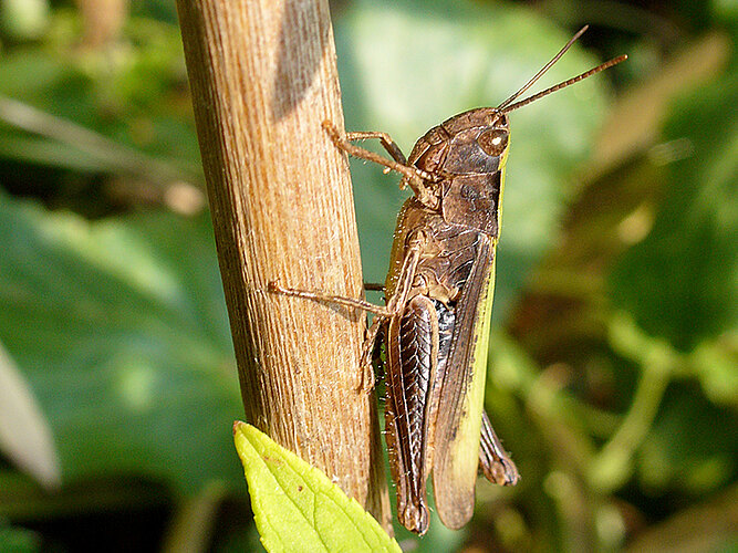 dorsatus
