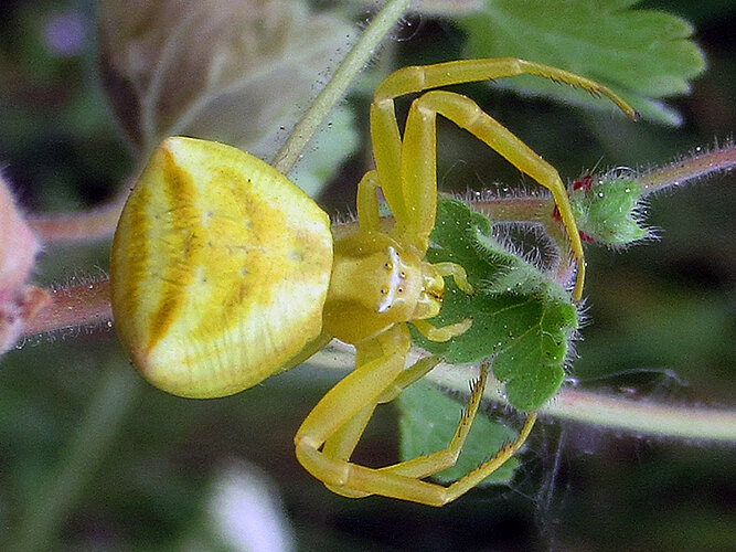 onustus