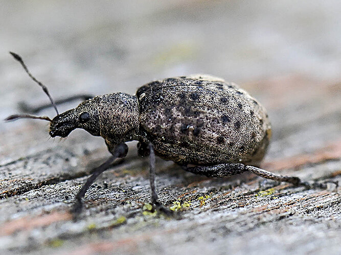 tessulatus