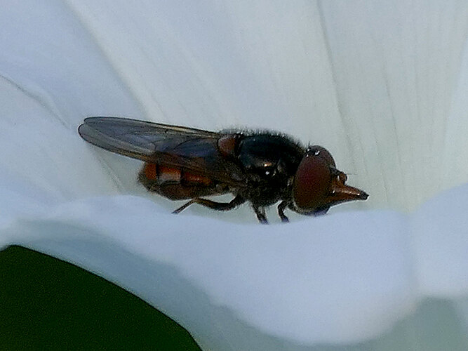 campestris