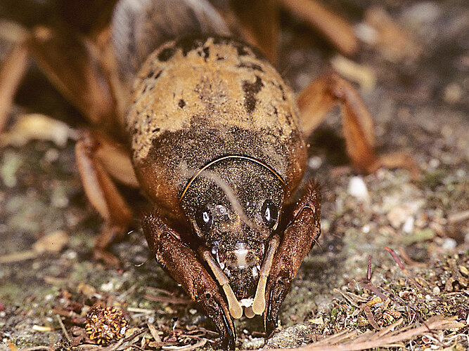 gryllotalpa