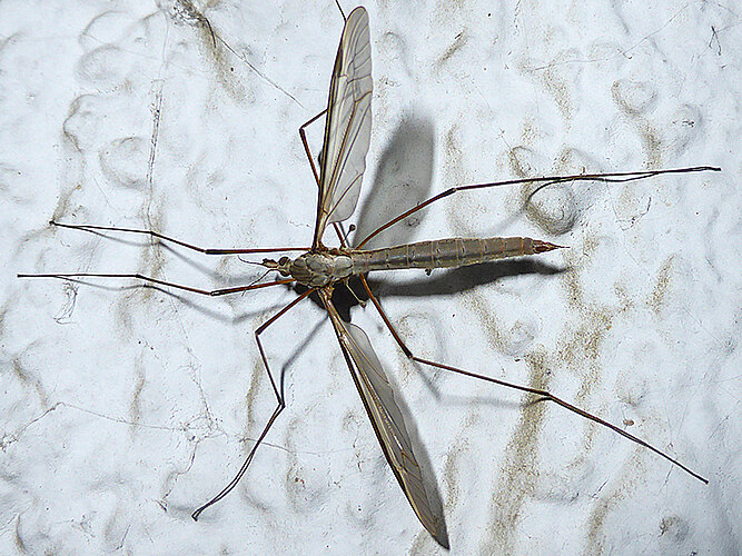 oleracea