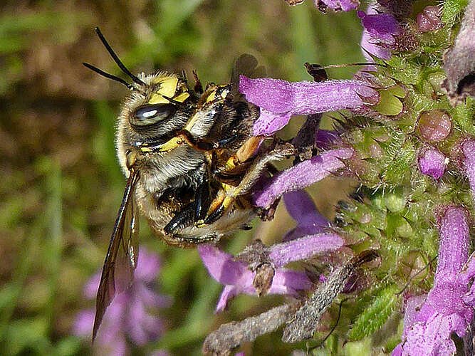 manicatum