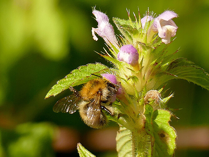 pascuorum