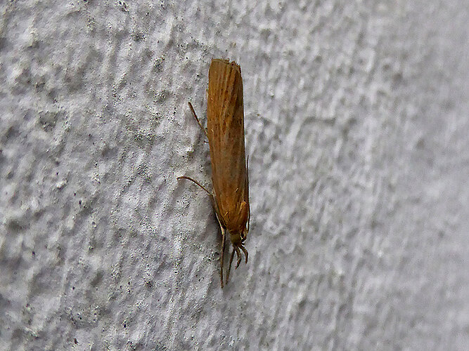 tristella