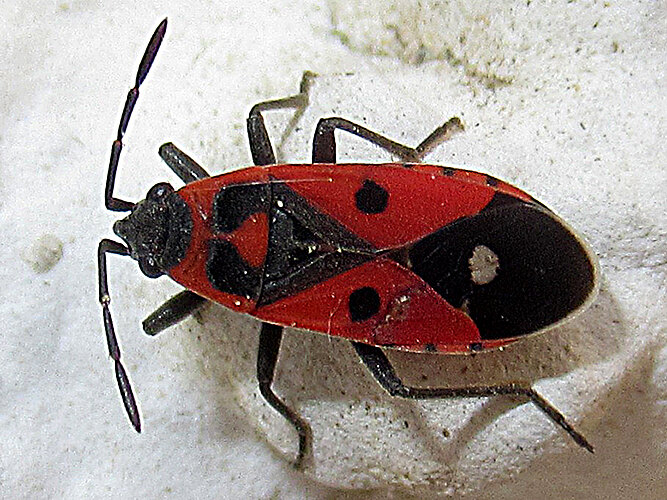 albomaculatus