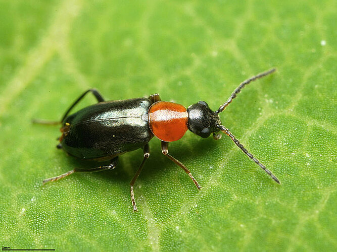 thoracicus