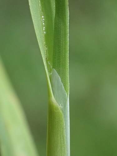 annua