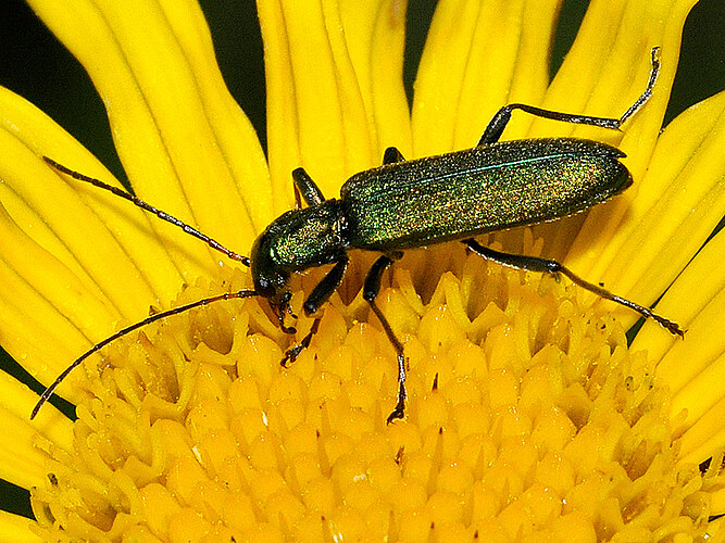viridissima