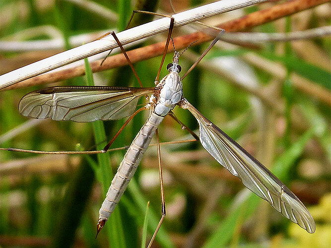 oleracea