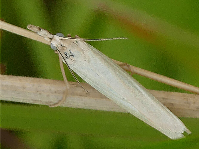perlella