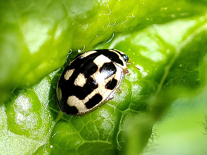 quatuordecimpunctata