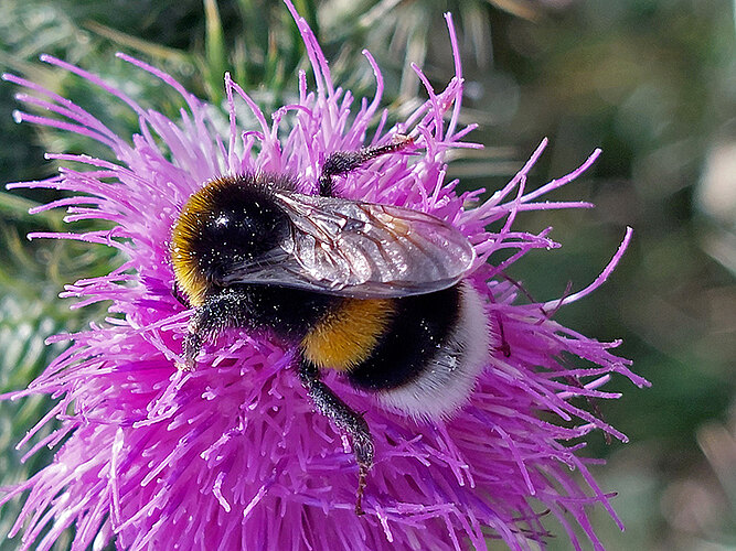 terrestris