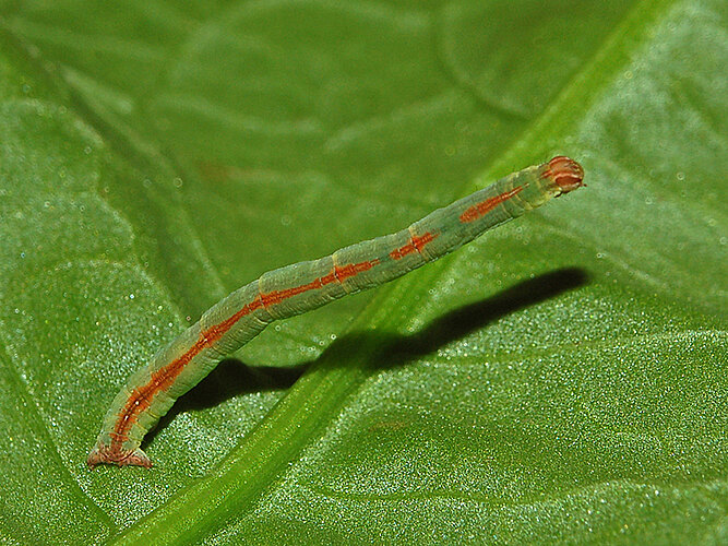 sacraria