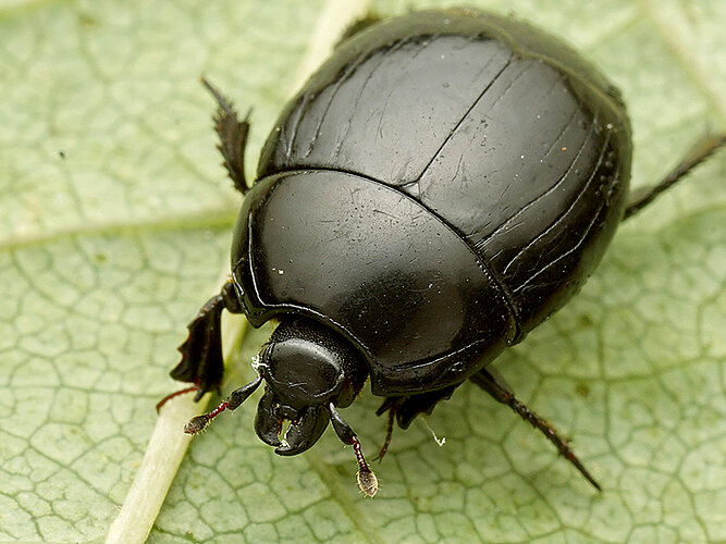 unicolor