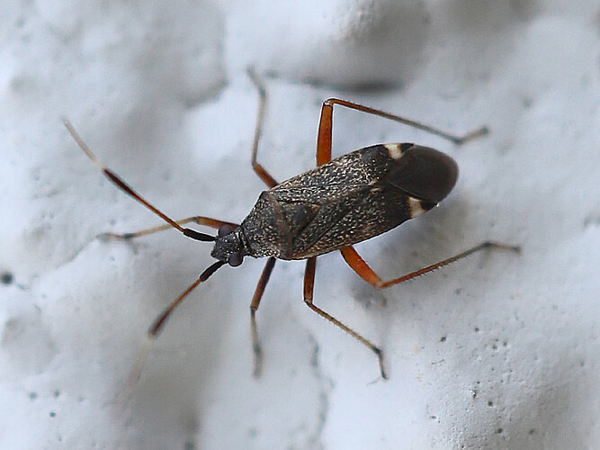 biclavatus