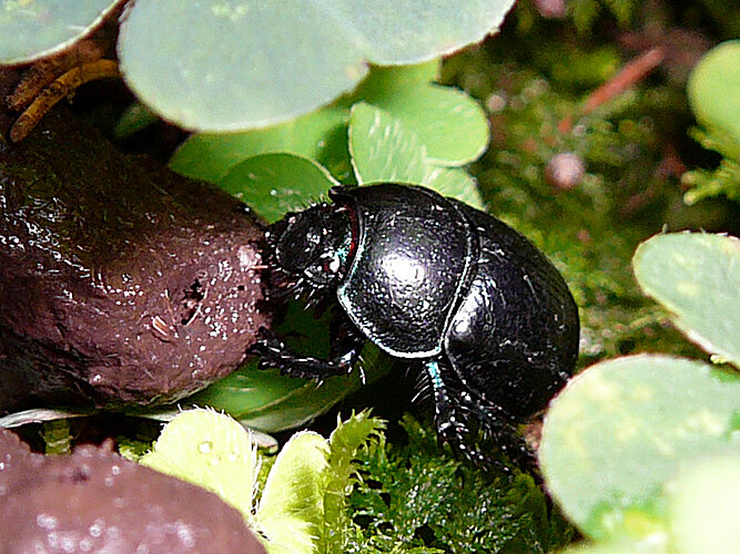 stercorosus