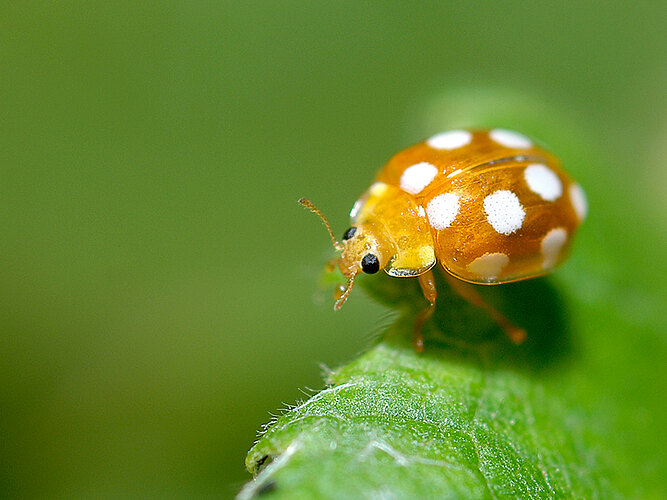 duodecimguttata