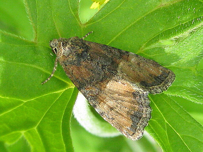 furuncula