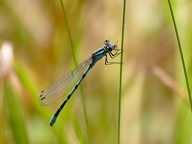 cyathigerum