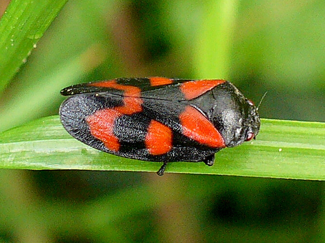 vulnerata