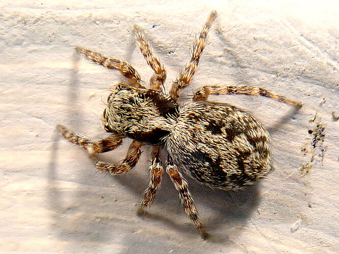 lanigera