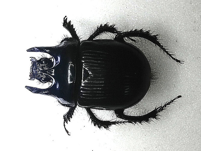 typhoeus