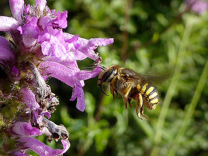 manicatum
