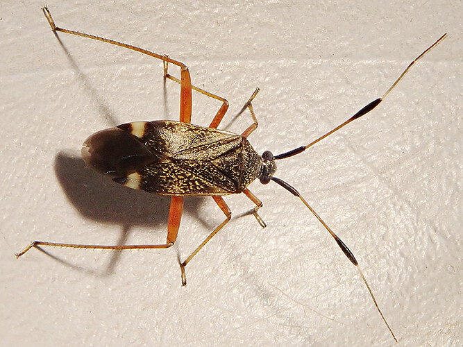 biclavatus