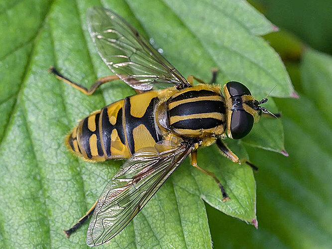 pendulus