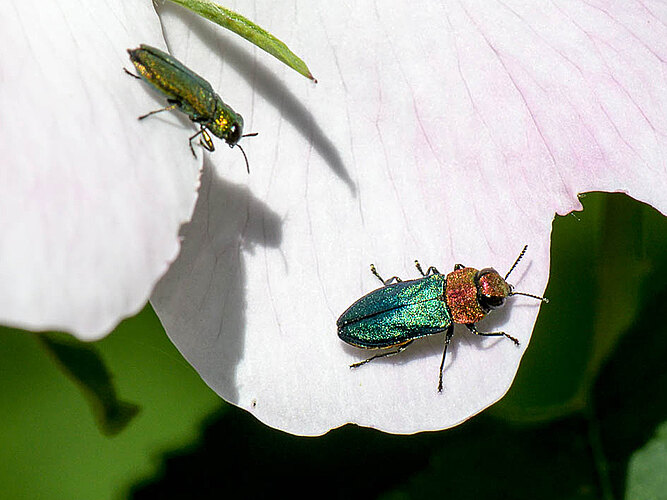nitidula
