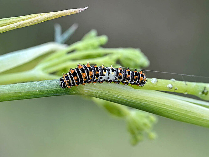machaon