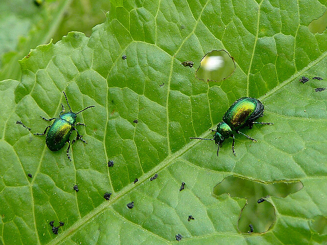 viridula
