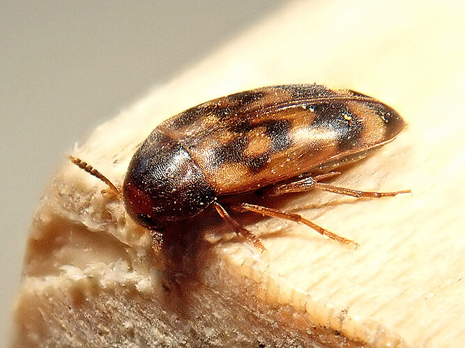 undulata