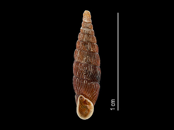 Clausilia_cruciata_a.jpg  